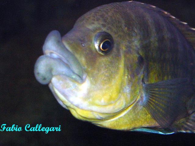 201032411318_Melanochromis labrosus 05.jpg
